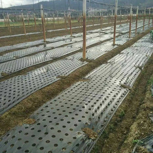 5Holes 0.95*50m 0.02mm Black Garden Greenhouse Vegetables Membrane Agricultural Plants Mulch Seeding Plastic Perforated PE Film