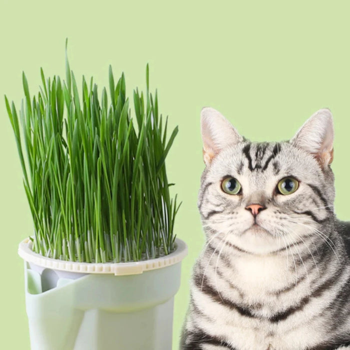 Cat Snack Cat Mint Planting Hydroponic Box Cat Grass Pot Color Contrast Hydroponic Cat Grass Box Cat Grass Planting Bowl Cat Toy