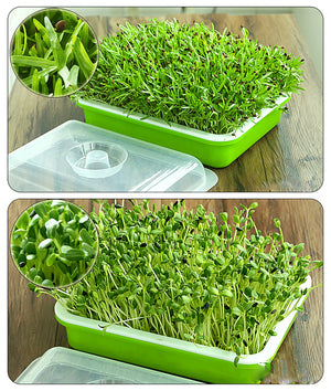 Sprouting Tray With Cover Pea Bean Wheat Seedling Germination Plate Cat Grass Wheatgrass Soilless Hydroponics Planting Pots