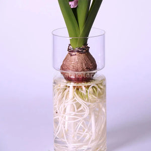 Clear Glass Flower Vase Hydroponic Plant Holder Container Bud Vase for Small Flowers