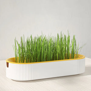 Pet Cat Sprout Dish Growing Pot Hydroponic Plant Cat Grass Germination Digestion Starter Dish Greenhouse Grow Box Excluding seed