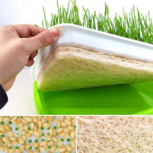 1set Sprout Dish Growing Pot Hydroponic Vegetable Beans Seeding Pot Household Plants Germination Tray Nursery With Lid Kits