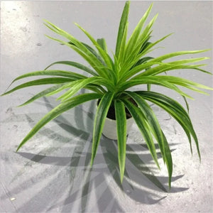 Artificial Plastic plants Chlorophytum Branch home decorative fake plants Indoor potted table decoration NO Pot