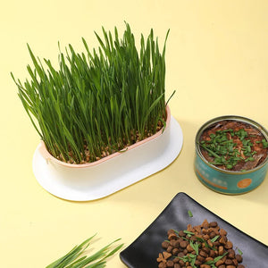 Pet Supplies Wholesale Cat Snacks Catnip Planting Hydroponic Box Cat Grass Pots Hydroponic Cat Grass Box