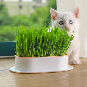 Pet Supplies Wholesale Cat Snacks Catnip Planting Hydroponic Box Cat Grass Pots Hydroponic Cat Grass Box