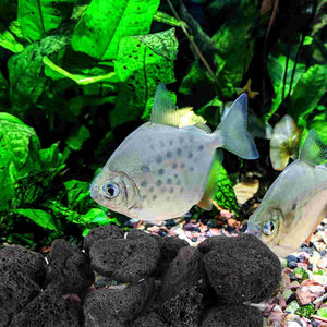 1 Pack of Aquarium Stones Fish Tank Decorations Fish Tank Landscaping Stones Volcanic Rocks Decors