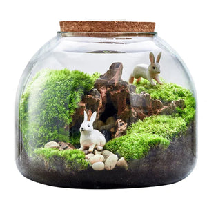 Micro Landscape Moss Bryophyte Glass Vase With Cork Fresh Green Moss Bottle Glass Terrarium Creative Hydroponic Plant Container