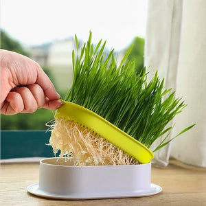 Cat Snack Cat Mint Planting Hydroponic Box Cat Grass Pot Color Contrast Hydroponic Cat Grass Box Set Catgrass Planting Bowl