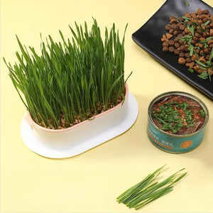 Cat Snack Cat Mint Planting Hydroponic Box Cat Grass Pot Color Contrast Hydroponic Cat Grass Box Set Catgrass Planting Bowl