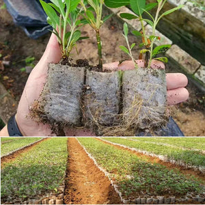 100Pcs Plant Grow Bags Nursery Bags Seeds To Sow Flower Pots Biodegradable Non-woven Fabric For Home Garden Accessories Tools