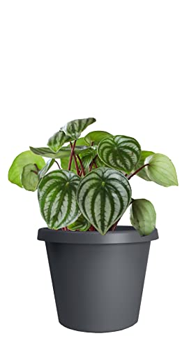The HC Companies 21 Inch Round Prima Plastic Plant Saucer - Indoor Outdoor Plant Trays for Pots - 21.22 Inchx21.22 Inchx2.52 Inch in Warm Gray