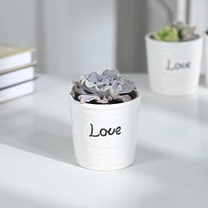 2" Rare Succulent Echeveria Crispate Beauty, Live Succulents Plants Fully Rooted in Grower Pots, Home Office Decor, Unique Gift for Wedding Favor, Party Favor