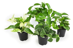 Live Pothos Plants (4PK) Indoor Plants Live Houseplants, Pothos Live Plant House Plants Indoors Live Plants, Money Plant Indoor Pothos Plant Decor, Devils Ivy Trailing Plants Live by Plants for Pets