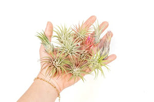 12 Pack Assorted Ionantha Air Plants - Wholesale and Bulk - Succulents - Live Tillandsia - Easy Care Indoor and Outdoor House Plants