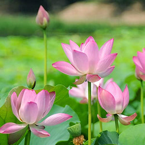 30 Pcs Mixed Bonsai Bowl Lotus Seeds,Water Lilys Flower Plant Fresh Garden Seeds,Finest Viable Aquatic Water Features Seeds Non-GMO (Mixed Color)