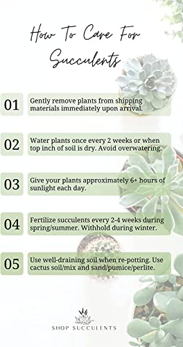 Shop Succulents Unique Succulent Plant Pack Bulk Collection - Live Mini Succulent Plants, Low Maintenance, Exceptional Colors & Textures - Wedding and Party Favors, Gift & Garden, Pack of 20