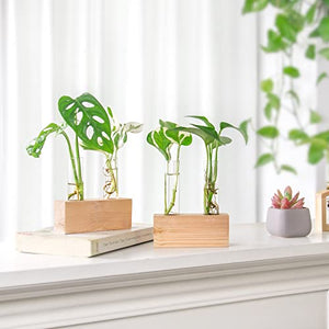 Ivolador Crystal Glass Double Test Tube Plants Terrariums in Wooden Stand Propagation Station for Hydroponic Plants Office Home Decoration