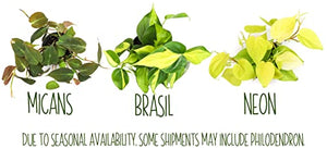 Live Pothos Plants (4PK) Indoor Plants Live Houseplants, Pothos Live Plant House Plants Indoors Live Plants, Money Plant Indoor Pothos Plant Decor, Devils Ivy Trailing Plants Live by Plants for Pets