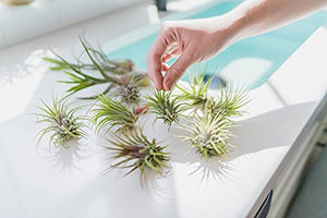 12 Pack Assorted Ionantha Air Plants - Wholesale and Bulk - Succulents - Live Tillandsia - Easy Care Indoor and Outdoor House Plants