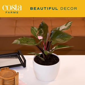 Costa Farms Trending Tropicals Pink Princess Philodendron Live Indoor Plant 10-12 Inches Tall, in White Decor Planter