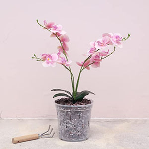 TRUEDAYS Clear Orchid Pot with Holes(4-Pack) - 6 inch - Plastic Pots for Plants, Flower