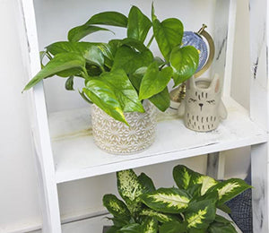 Live Pothos Plants (4PK) Indoor Plants Live Houseplants, Pothos Live Plant House Plants Indoors Live Plants, Money Plant Indoor Pothos Plant Decor, Devils Ivy Trailing Plants Live by Plants for Pets