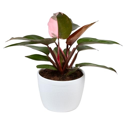 Costa Farms Trending Tropicals Pink Princess Philodendron Live Indoor Plant 10-12 Inches Tall, in White Decor Planter