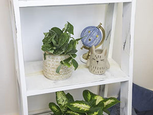 Live Pothos Plants (4PK) Indoor Plants Live Houseplants, Pothos Live Plant House Plants Indoors Live Plants, Money Plant Indoor Pothos Plant Decor, Devils Ivy Trailing Plants Live by Plants for Pets