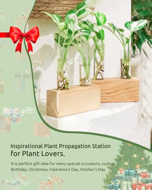 Ivolador Crystal Glass Double Test Tube Plants Terrariums in Wooden Stand Propagation Station for Hydroponic Plants Office Home Decoration