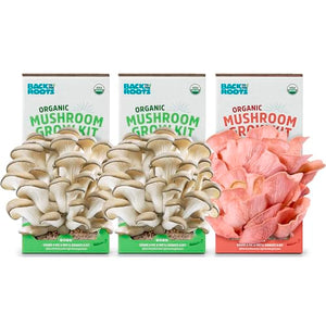 Back to the Roots Organic Mushroom Grow Kit 3-Pack: Oyster, Oyster & Pink-Harvest Gourmet Mushroom in Just 10 Days