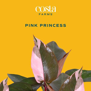 Costa Farms Trending Tropicals Pink Princess Philodendron Live Indoor Plant 10-12 Inches Tall, in White Decor Planter