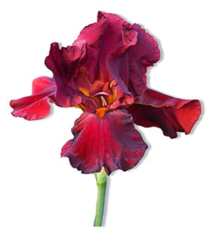 Bearded Iris Califlora 'Bernice's Legacy' (1 Pack) Plant Bulb - Red Flowering Blooms, Professionally Grown Rhizome for Planting from Easy to Grow