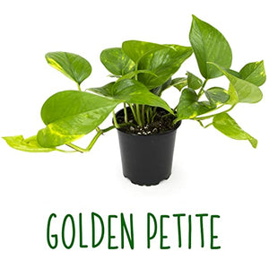 Live Pothos Plants (4PK) Indoor Plants Live Houseplants, Pothos Live Plant House Plants Indoors Live Plants, Money Plant Indoor Pothos Plant Decor, Devils Ivy Trailing Plants Live by Plants for Pets