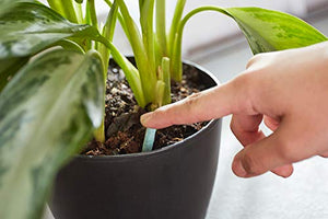 Miracle-Gro Indoor Plant Food Spikes, Includes 48 Spikes - Continuous Feeding for all Flowering and Foliage Houseplants - NPK 6-12-6