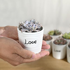 2" Rare Succulent Echeveria Crispate Beauty, Live Succulents Plants Fully Rooted in Grower Pots, Home Office Decor, Unique Gift for Wedding Favor, Party Favor