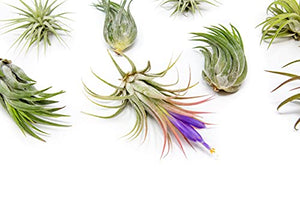12 Pack Assorted Ionantha Air Plants - Wholesale and Bulk - Succulents - Live Tillandsia - Easy Care Indoor and Outdoor House Plants
