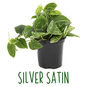 Live Pothos Plants (4PK) Indoor Plants Live Houseplants, Pothos Live Plant House Plants Indoors Live Plants, Money Plant Indoor Pothos Plant Decor, Devils Ivy Trailing Plants Live by Plants for Pets