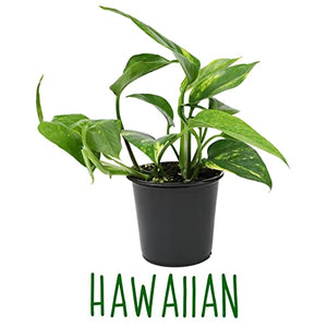 Live Pothos Plants (4PK) Indoor Plants Live Houseplants, Pothos Live Plant House Plants Indoors Live Plants, Money Plant Indoor Pothos Plant Decor, Devils Ivy Trailing Plants Live by Plants for Pets