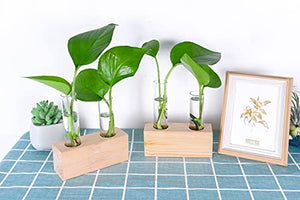 Ivolador Crystal Glass Double Test Tube Plants Terrariums in Wooden Stand Propagation Station for Hydroponic Plants Office Home Decoration