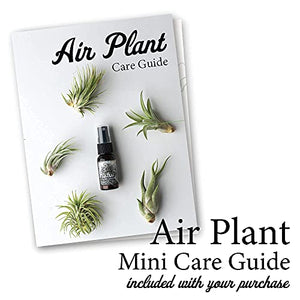 Cute Farms Tillandsia Air Plant Fertilizer | Gentle Weekly Use Formula Plant Food with Care Guide | Formulated Nutrients (8 oz. Spray Bottle)