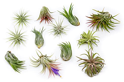 12 Pack Assorted Ionantha Air Plants - Wholesale and Bulk - Succulents - Live Tillandsia - Easy Care Indoor and Outdoor House Plants
