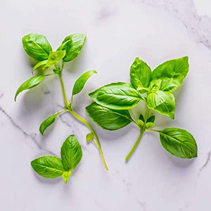 AeroGarden Pesto Basil Seed Pod Kit, 6 pod