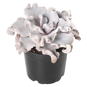 2" Rare Succulent Echeveria Crispate Beauty, Live Succulents Plants Fully Rooted in Grower Pots, Home Office Decor, Unique Gift for Wedding Favor, Party Favor