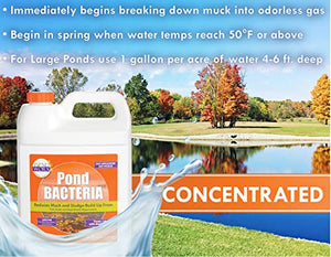 PondWorx Pond Bacteria - Formulated for Large Ponds, Water Features and Safe for Koi - Gallon