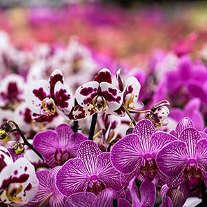Orchid Potting Mix Orchid Bark, Mix Pine Bark and Perlite, Good Drainage and Water Retention (1 Quart)
