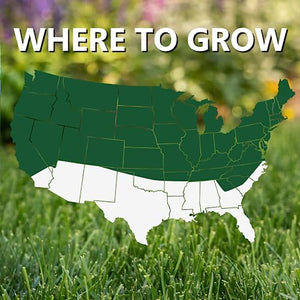 Jonathan Green (10622) Black Beauty Dense Shade Grass Seed - Cool Season Lawn Seed (1 lb)