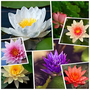 30 Pcs Mixed Bonsai Bowl Lotus Seeds,Water Lilys Flower Plant Fresh Garden Seeds,Finest Viable Aquatic Water Features Seeds Non-GMO (Mixed Color)