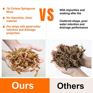 Sukh 5oz Sphagnum Peat Moss for Plants - Natural Premium Long Fibered Chile Dried Moss Potting Mix for Orchids Succulent Carnivorous Potted Plant Reptiles Medium Sarracenia