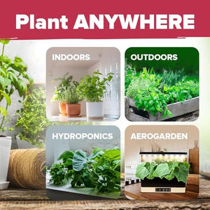 15 Culinary Herb Seeds - Heirloom & Non GMO - High Germination Rate - Seeds for Planting Indoor Hydroponic or Outdoor Herbs Garden | Gardening Gift Men Women Gardeners - Basil, Cilantro, Mint