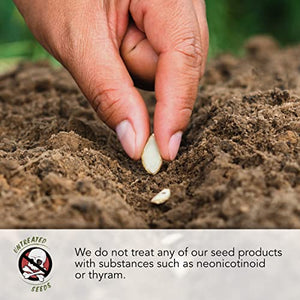 Seed Needs, Culinary Herb Collection (12 Individual Herb Seeds for Planting Indoors or Outdoors) Grow Your Own Organic Herb Garden - Heirloom, Non-GMO, Untreated